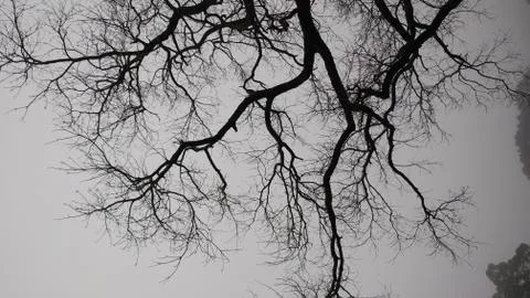 Old tree without leaf on the fog weather day Stock Photos