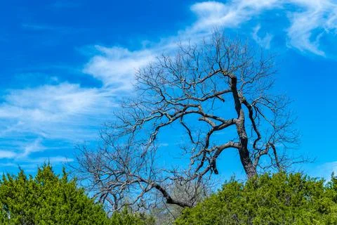 Old tree without leaves against blue sky with clouds Stock Photos