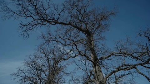 Old Tree without leaves blue sky epic shoot Stock Footage 87853939