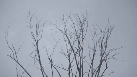 Old tree without leaves 스톡 동영상 310388292