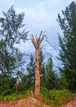 Old tree without leaves in forest Foto stock
