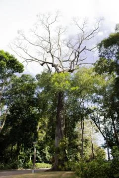 Old tree without leaves on its top Stock Photos