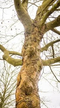 Old tree without leaves Stock Photos