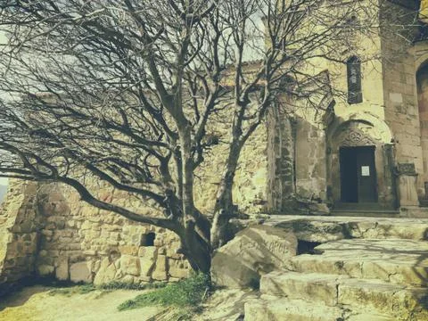 The old tree in the yard of Jvari monastery near Mtskheta Georgia 库存照片
