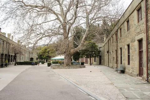 Old tree in the yard. Stock Photos