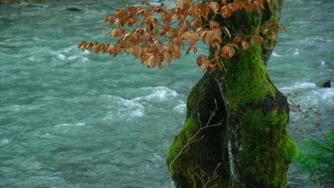 Old tree with yellow leaves, moss, snow, mountain river Video stock 84975007