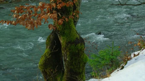 Old tree with yellow leaves, moss, snow, mountain river, slow motion Stock Footage 84975539