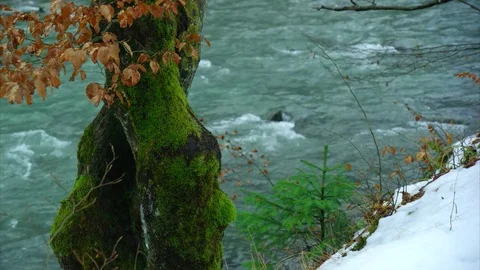 Old tree with yellow leaves, moss, snow, mountain river, stones Vídeos de archivo 84991903