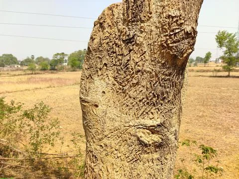 Old tree1 Stock Photos