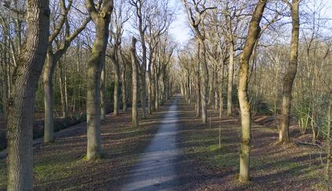 Old trees along a walking path in Oostvoorne in the Netherlands Stock Photos