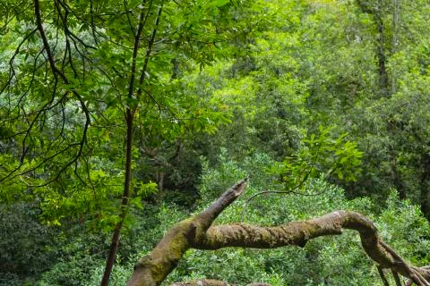 Old trees and branches in the rain forest canyon of Los Tilos in La Palma, Sp Stock Photos