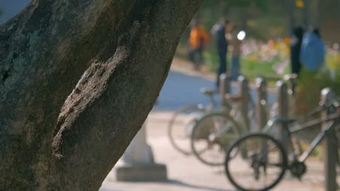 Old trees and parked bicycles in the park Stock Footage 86451613