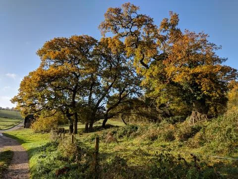 Old Trees And Path Stock Photos