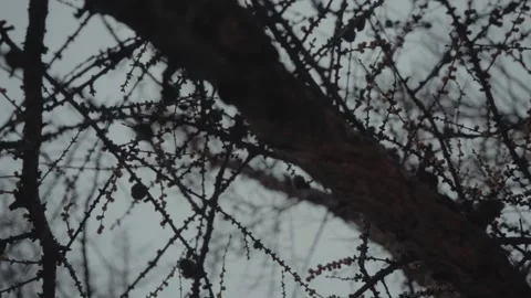 Old trees are shot against the background of a sky without foliage. the camer Video stock 140296249