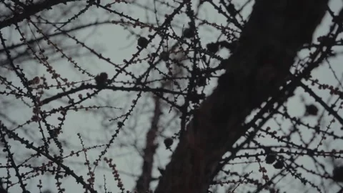 Old trees are shot against the background of a sky without foliage. the camer Stock-Footage 140296269