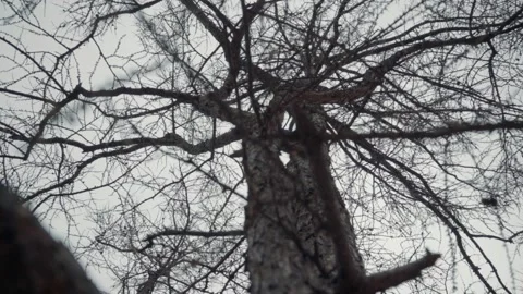 Old trees are shot against the background of a sky without foliage. the camer Stock Footage 140296307