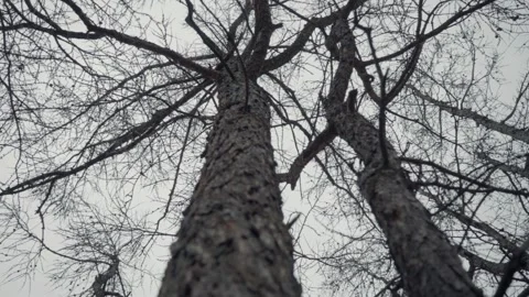 Old trees are shot against the background of a sky without foliage. the camer Stock Footage 140296322