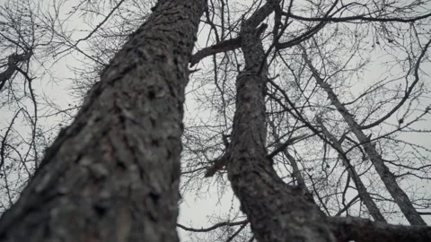 Old trees are shot against the background of a sky without foliage. the camer 스톡 동영상 140296326
