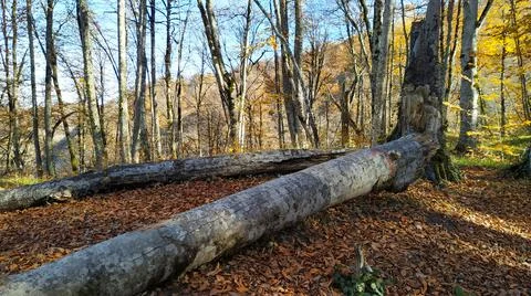 Old trees in the autumn forest high in the mountains. Stock Photos