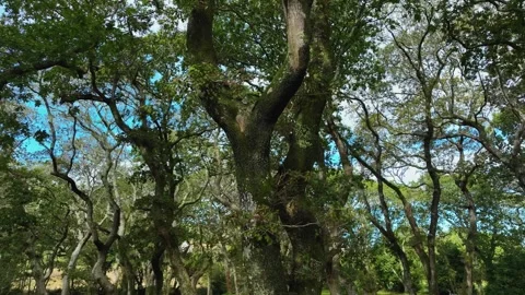 Old Trees With Barks Covered With Moss. Low Angle Stock Footage 255388654