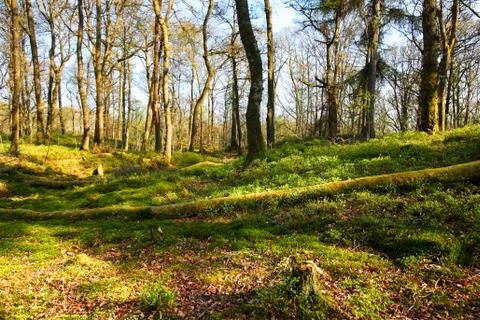 Old trees in a beautiful forest in springtime Stock Photos