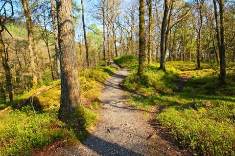 Old trees in a beautiful forest in springtime Stock Photos