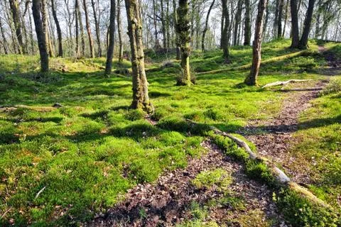 Old trees in a beautiful forest in springtime Stock Photos