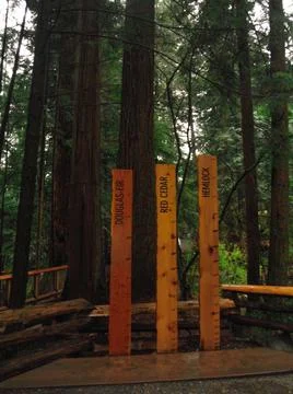 Old trees classification Stock Photos