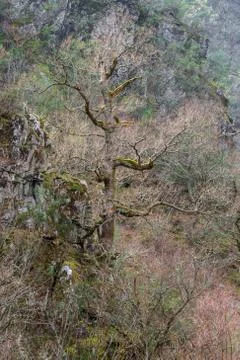 Old trees on a cliff Stock Photos