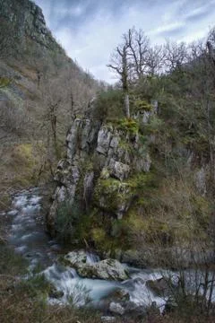 Old trees on a cliff by the river Foto stock