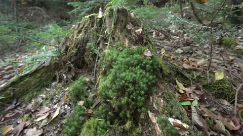 Old trees covered with moss in the forest. 스톡 동영상 160682397