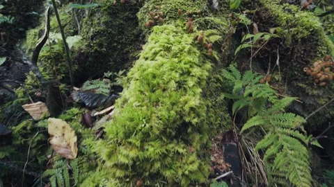 Old trees covered with moss in the forest. 스톡 동영상 160682399