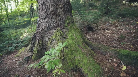 Old trees covered with moss in the forest. 스톡 동영상 160682450