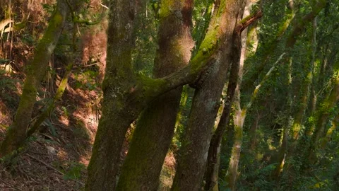 Old Trees Covered With Moss In Tropical Rainforest. Close-up Shot Stock Footage 317746299