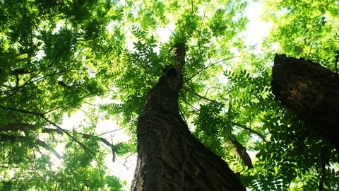 Old trees crooked trunks Stock Footage 160642750