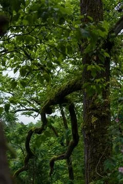 Old trees in a dense forest Botanical Garden in Georgia Stock Photos