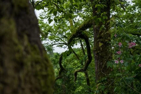 Old trees in a dense forest. Botanical Garden in Georgia Stock Photos