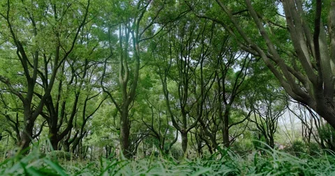 Old trees with dense shade Stock Footage 243735065