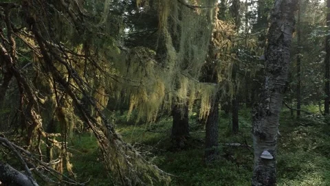 Old trees in the depth of Siberia Stock Footage 281529312