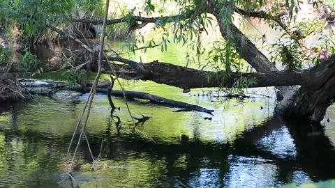 Old trees dropped branches to the river Stock Footage 90333141