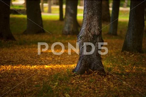 Old trees in early autumn Stock Photos