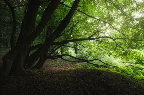 Old trees at the edge of enchanted green forest, natural landscape Foto stock