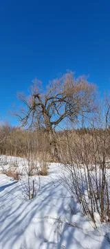 Old trees in the forest Stock Photos
