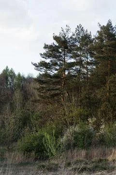 Old trees in the forest Stock Photos