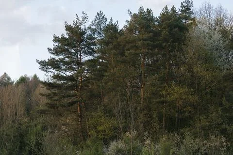 Old trees in the forest Stock Photos