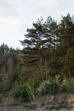 Old trees in the forest Stock Photos