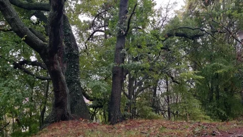 Old trees in green forest after light rain in spring Stock Footage 319060632