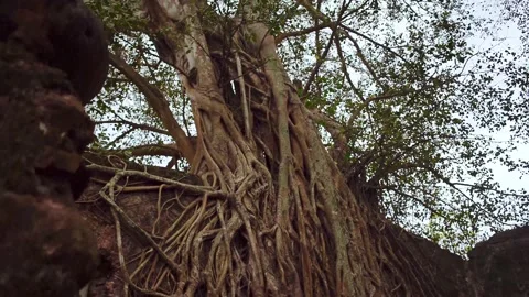 Old trees growing on a brick wall of an old house. Stock Footage 219662141