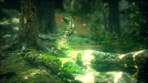 Old trees with lichen and moss in green forest Stock Illustration