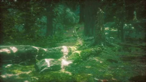 Old trees with lichen and moss in green forest Stock Illustration
